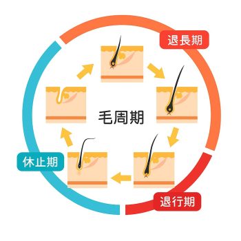 毛周期と脱毛の関係